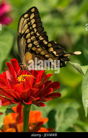 A coda di rondine gigante pesche noci su red Zinnia. Foto Stock