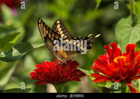 A coda di rondine gigante pesche noci su red Zinnia. Foto Stock