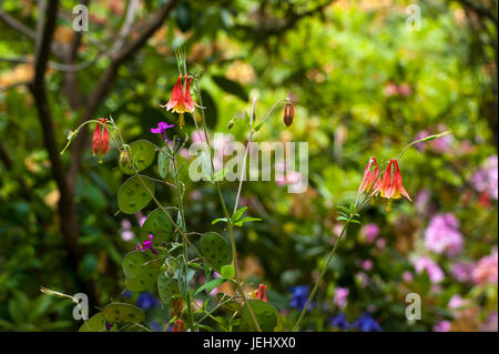 Wild (columbine Aquilegia canadensis) e onestà (Lunaria annua). Sedgwick giardini sul lungo Hill Station wagon, in Beverly, MA. Foto Stock