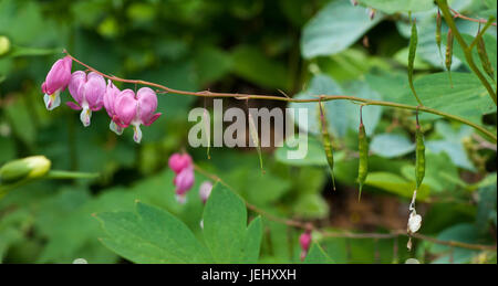 Cuore di sanguinamento (Lamprocapnos spectabilis). Sedgwick giardini sul lungo Hill Station wagon, in Beverly, MA. Foto Stock