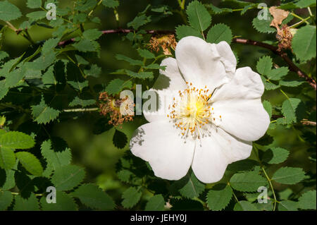 Rosa selvatica. Sedgwick giardini sul lungo Hill Station wagon, in Beverly, MA. Foto Stock