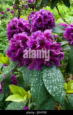 Viola Azalea (Rhododendron). Sedgwick giardini sul lungo Hill Station wagon, in Beverly, MA. Foto Stock