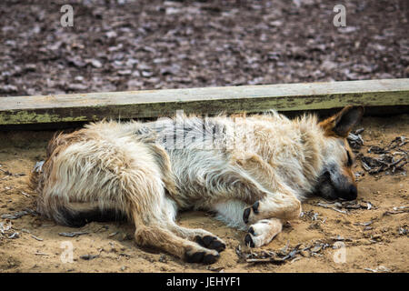 Un senzatetto cane randagio dorme in bambini sandbox su strada Foto Stock