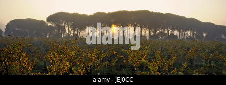 Pinien und Reben, Provenza, Francia Foto Stock