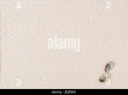 Due conchiglie Abalone sul piatto bianco superficie di sabbia. Ormer, Haliotis, una lumaca di mare e gasteropodi marini mollusco aperto con struttura a spirale. Foto Stock