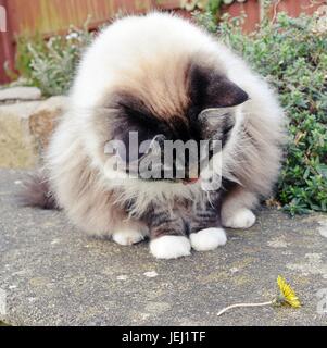 Pedigree gatto Ragdoll seduta su una panchina di pietra a giocare con un fiore di tarassaco all'aperto Foto Stock