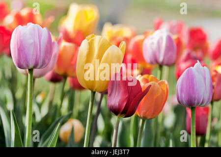 Collezione multicolore di tulipani in una giornata di sole Foto Stock