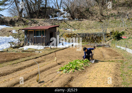 Campagna a Takayama Foto Stock