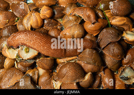 Gruppo di spezzoni di mangiare in giardino. Spagnolo (slug Arion vulgaris) invasione nel giardino. Slug invasiva. Giardino problema in Europa. Messa a fuoco selettiva. Foto Stock