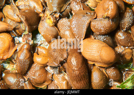 Gruppo di spezzoni di mangiare in giardino. Spagnolo (slug Arion vulgaris) invasione nel giardino. Slug invasiva. Giardino problema in Europa. Messa a fuoco selettiva. Foto Stock