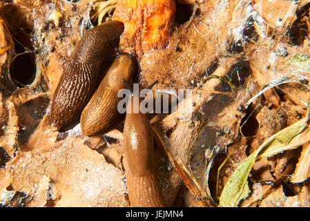 Gruppo di spezzoni di mangiare in giardino. Spagnolo (slug Arion vulgaris) invasione nel giardino. Slug invasiva. Giardino problema in Europa. Messa a fuoco selettiva. Foto Stock