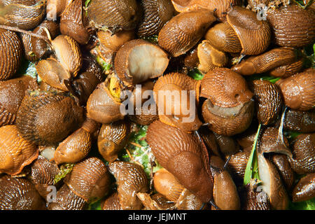 Gruppo di spezzoni di mangiare in giardino. Spagnolo (slug Arion vulgaris) invasione nel giardino. Slug invasiva. Giardino problema in Europa. Messa a fuoco selettiva. Foto Stock