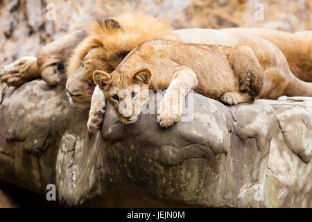 Lion (Panthera leo) in appoggio sulla sommità di una roccia Foto Stock