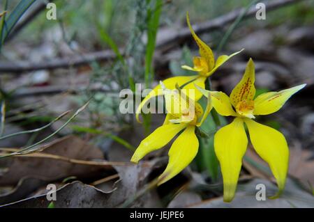 Giallo WA native orchid Foto Stock