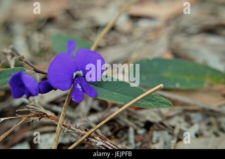 Piccola viola WA nativo fiore Foto Stock