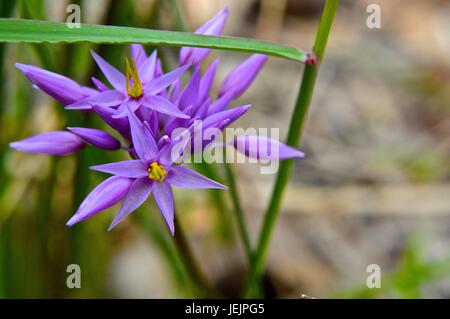 WA nativi fiori viola Foto Stock