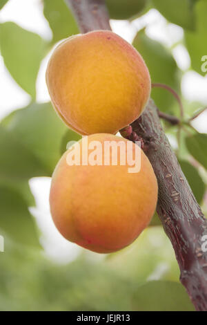 Le albicocche maturano sulla struttura ad albero Foto Stock