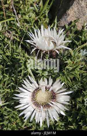 Stemless carline thistle Foto Stock