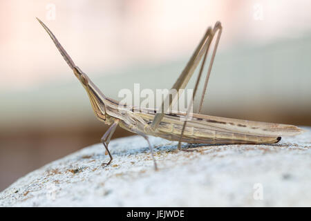 Snouted grasshopper Foto Stock