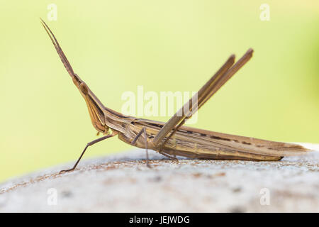 Snouted grasshopper Foto Stock