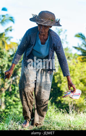 Ubud, Bali, Indonesia - 29 luglio 2013. Una donna non identificato le opere in riso piantagione. Il processo di piantare il riso a mano. I campi di riso a Bali Foto Stock