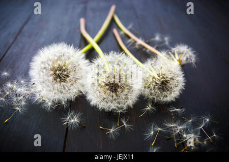 Tre secchi di tarassaco bianco sul tavolo di legno Foto Stock