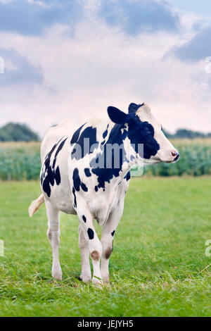 Carino Holstein-Friesian vitello in un verde prato olandese con un campo di grano sullo sfondo. Foto Stock