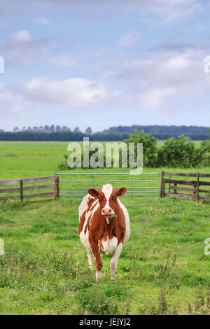 Red cow Frisian-Holstein pascolare in un verde prato recintato. Foto Stock