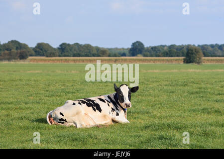 Bestiame di razza Holstein-Friesian giacente in un prato verde con cornfield sullo sfondo, Paesi Bassi. Foto Stock