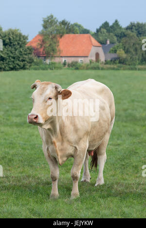 Blonde d'Aquitaine mucca in un prato con la fattoria sullo sfondo. Foto Stock