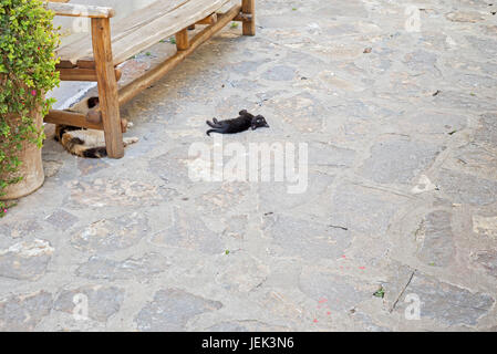 Little Black kitten posa sul pavimento Foto Stock