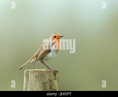 Perky adulto Robin europea sul palo da recinzione Foto Stock