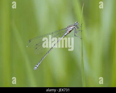 Scarsa blu-tailed damselfly, Ischnura pumilio Foto Stock