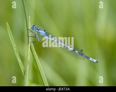 Comune damselfly blu, Enallagma cyathigerum Foto Stock