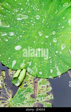 Verde foglie di Loto in un lago con goccioline Foto Stock