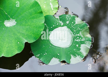 Verde foglie di Loto in un lago con goccioline Foto Stock