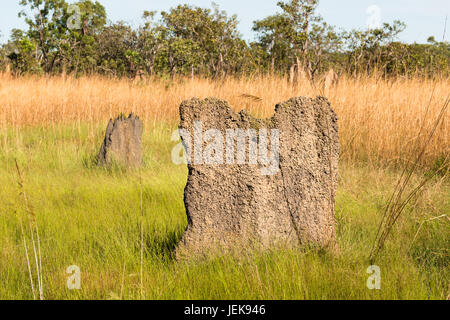 Termite magnetico tumuli (Amitermes meridionalis), il Parco Nazionale di Litchfield, Territorio del Nord, l'Australia. Foto Stock