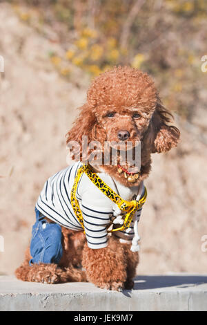 PECHINO-6 OTTOBRE 2014. Il cane alla moda posa in autunno sole. I cinesi sono pazzi per gli animali domestici, che spesso trattano come bambini. Foto Stock