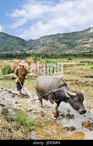 HAINAN-CINA-GEN. 18, 2008. Coltivatore arows campo di riso nella provincia di Hainan. Foto Stock