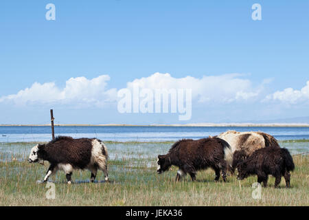 Yak presso la riva del lago Qinghai Foto Stock