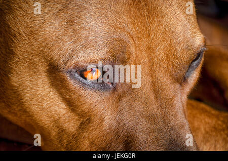 Close-up di un American Staffordshire Terrier cane Foto Stock