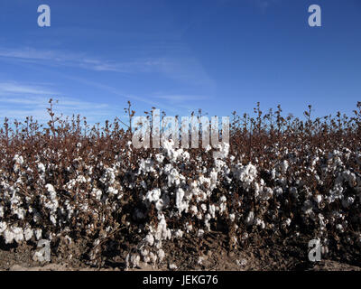 Cotton Field, Tucson, Arizona, Stati Uniti Foto Stock