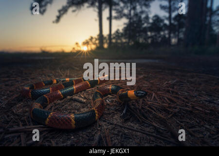 Serpente corallino orientale (Micrurus fulvius) al crepuscolo in pineta, Florida, Stati Uniti Foto Stock