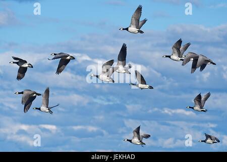 Stormo di oche in volo in cielo Foto Stock