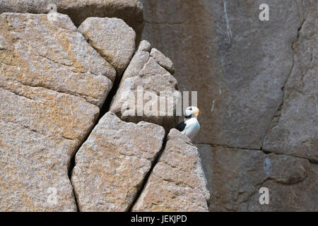 Cornuto Puffin (Fratercula corniculata) sulle scogliere di Capo Achen, Chukotka, Russia Foto Stock
