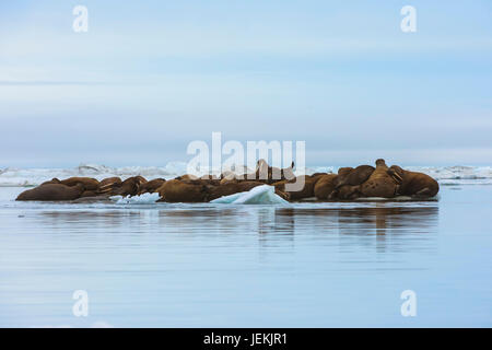 Gruppo di trichechi (Odobenus rosmarus) poggiante su un flusso di ghiaccio, Krasin Bay, Wrangel Island, Chuckchi Mare, Chukotka, Estremo Oriente Russo, Unesco World Heritag Foto Stock