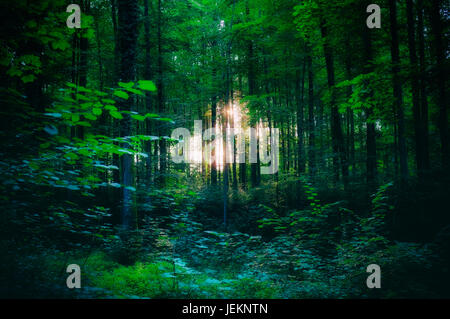 Luce che risplende attraverso gli alberi nei boschi Foto Stock