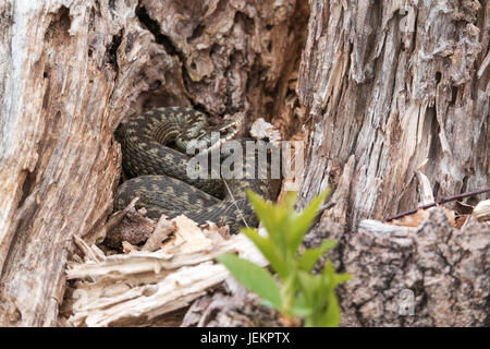 Viper (Vipera berus) in un moncone secco Foto Stock