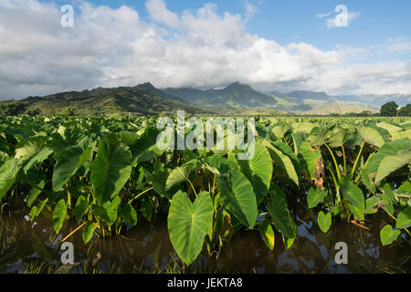 Impianti di taro in Valle di Hanalei in Kauai Foto Stock