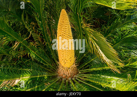 Dettaglio del frutto sul cono Cycas revoluta Foto Stock